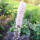 Silberkerze Pink Spike ®