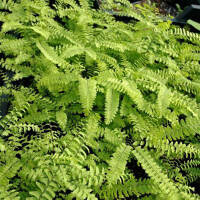 Pfauenradfarn - Adiantum pedatum Imbricatum