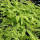 Pfauenradfarn - Adiantum pedatum Imbricatum