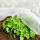 Garten-Vlies BASIC 1,5m x 10m (17g/m2)