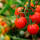 Tomatenzauber Nährsalz 1kg