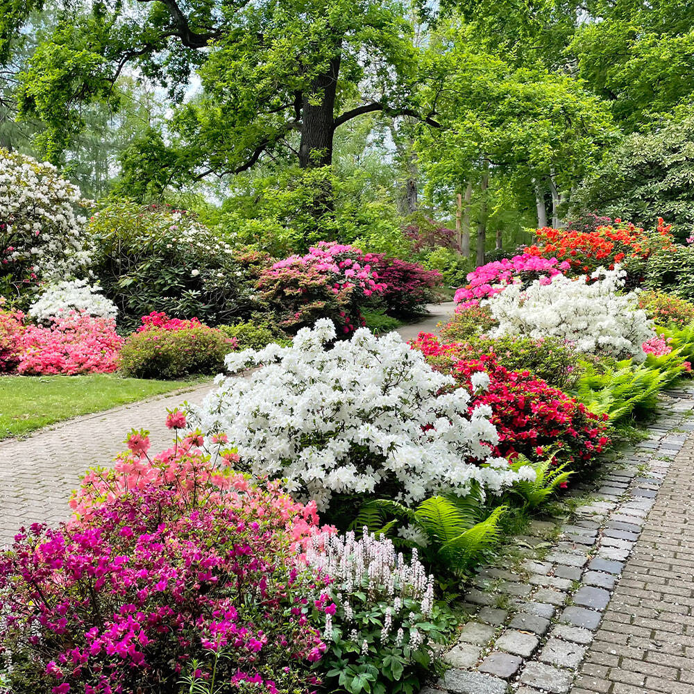 AZET Rhododendrondnger 1,75kg Biologisch gnstig kaufen, 14,50