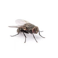 Naturid Fliegenfänger 4 Stk