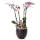 Beautykur Orchidee